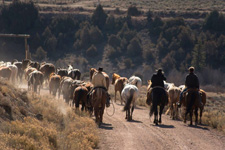 USA-Colorado-Routt National Forest Guest Ranch
